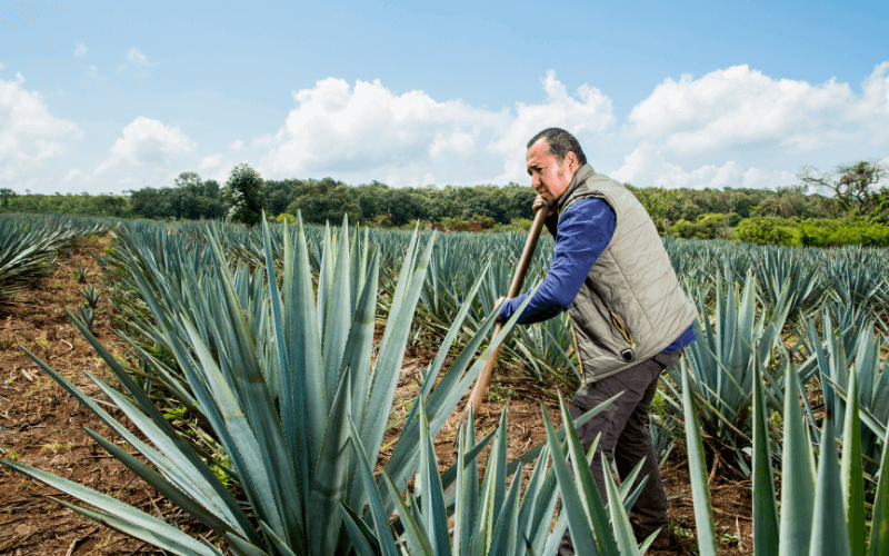 Agave