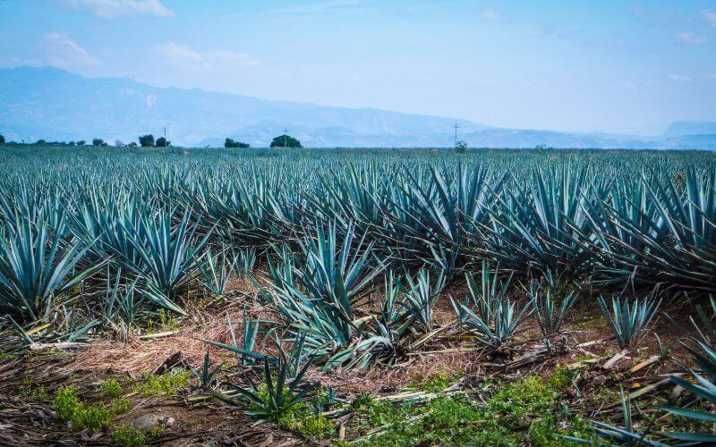 Agave plants in Jalisco, Mexico