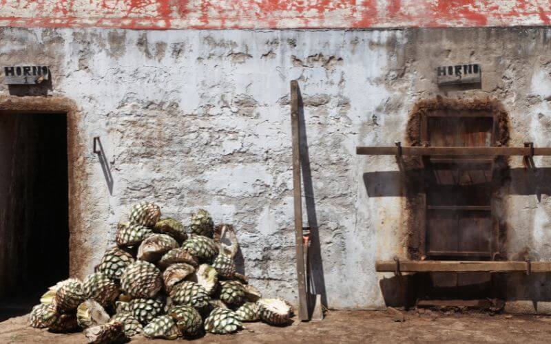 Agaves ready to be steamed for tequila production