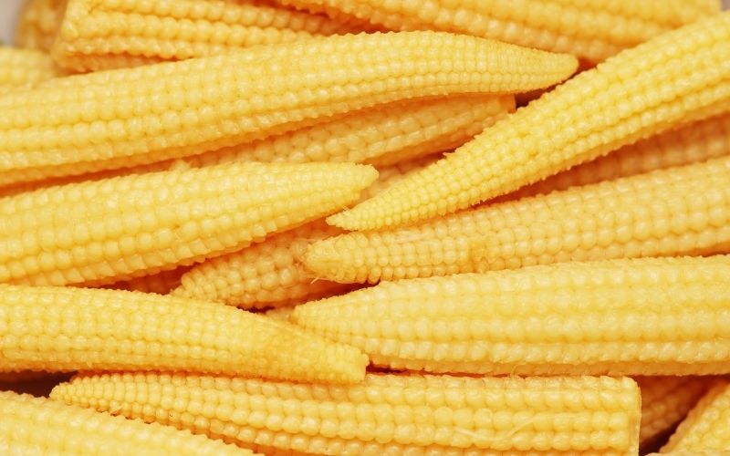 Baby Corn Cobs