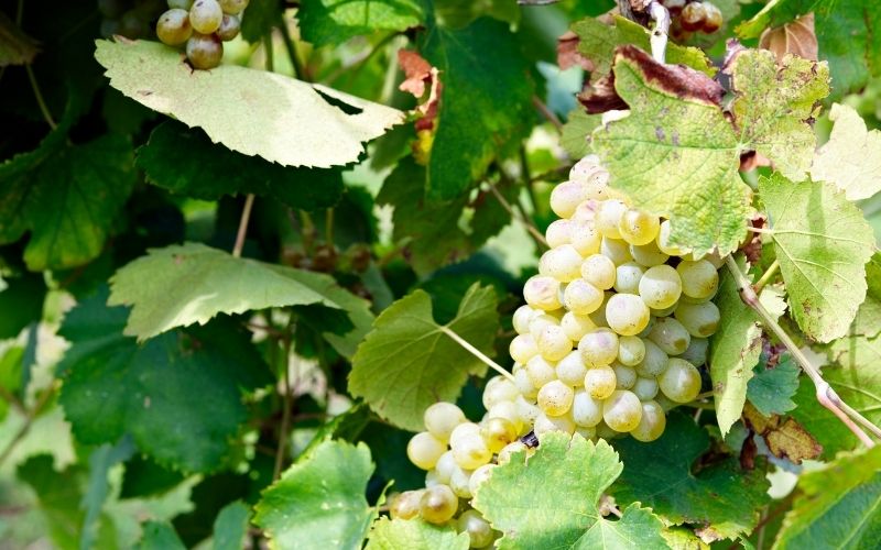 Bunch of Arbane grapes surrounded by leaves