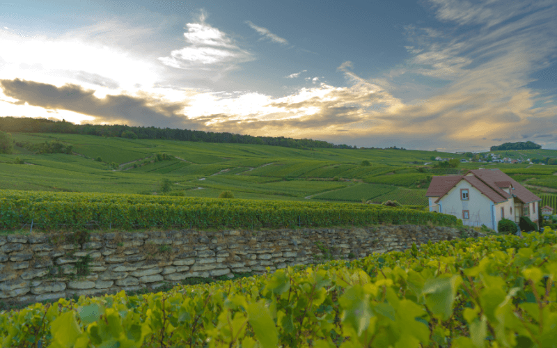 Champagne Vineyards and a nearby house in Montagne de Reims