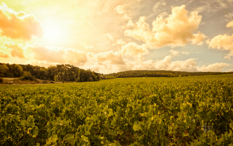Champagne vineyards during a sunset