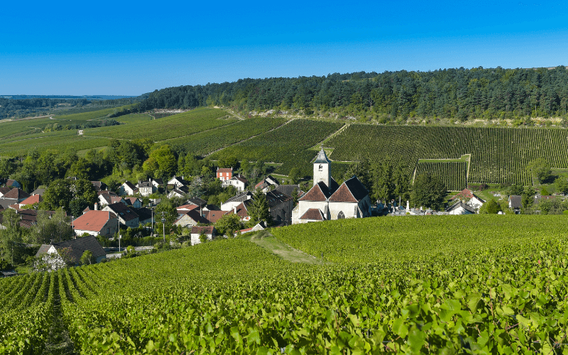 Champagne vineyards in the Côte des Bar area of Aube