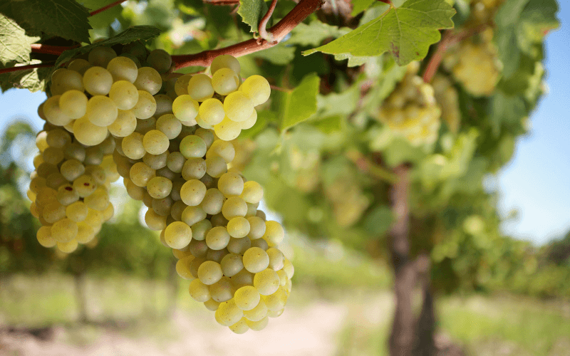 Chardonnay grapes