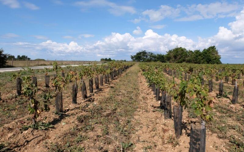 Charente-Maritime Vineyard