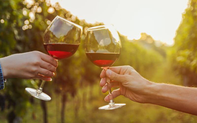 Clinking red wine glasses in a vineyard