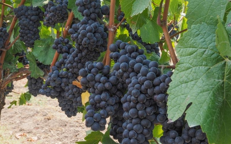 Clusters of Pinot Meunier grapes 