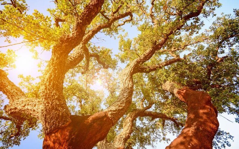 Cork oak tree