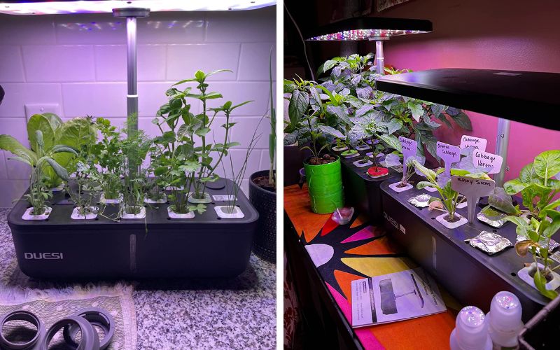 DUESI Hydroponics Growing System