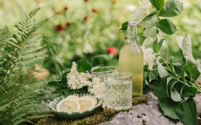 Elderflower cordial in bottle and glasses outdoors 