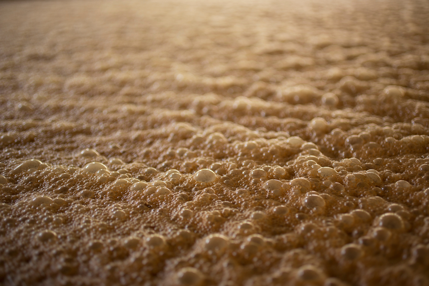 Fermentation of sugarcane mash