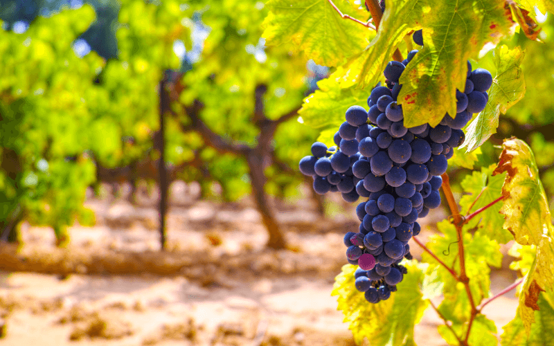 French red and rose wine grapes plant