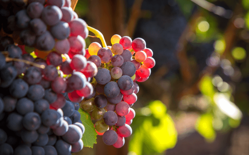 Grenache wine grapes