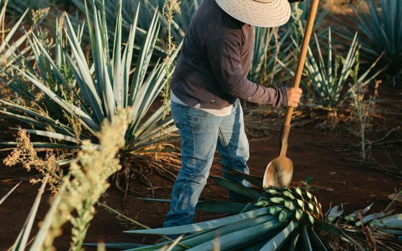 Jimador cutting agave in a plantation in Jalisco