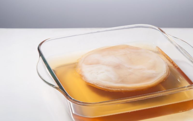 Kombucha mushroom tea with SCOBY