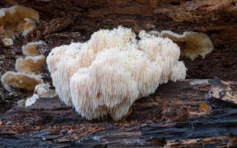 Lion’s mane mushroom on dead wood