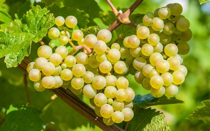 Petit Meslier grapes on a vine