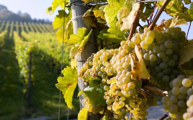 Pinot Blanc grapes by a post and vines