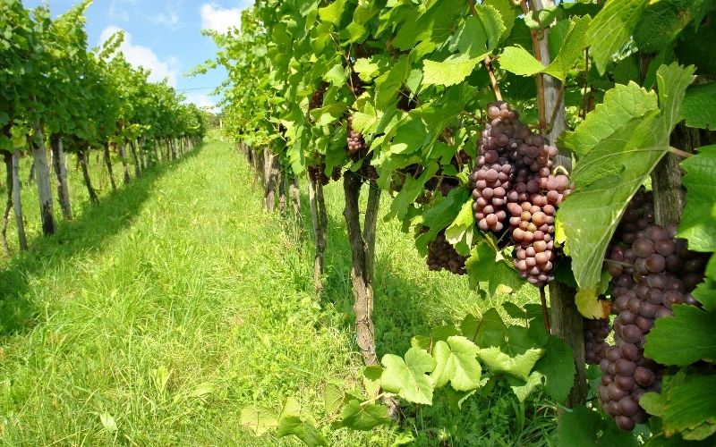 Pinot Gris grapes in a vineyard