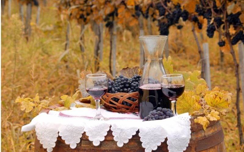 Red Wine and Grape in Vineyard Autumn Season