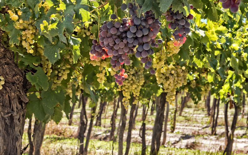 Red and white grapes in a vineyard