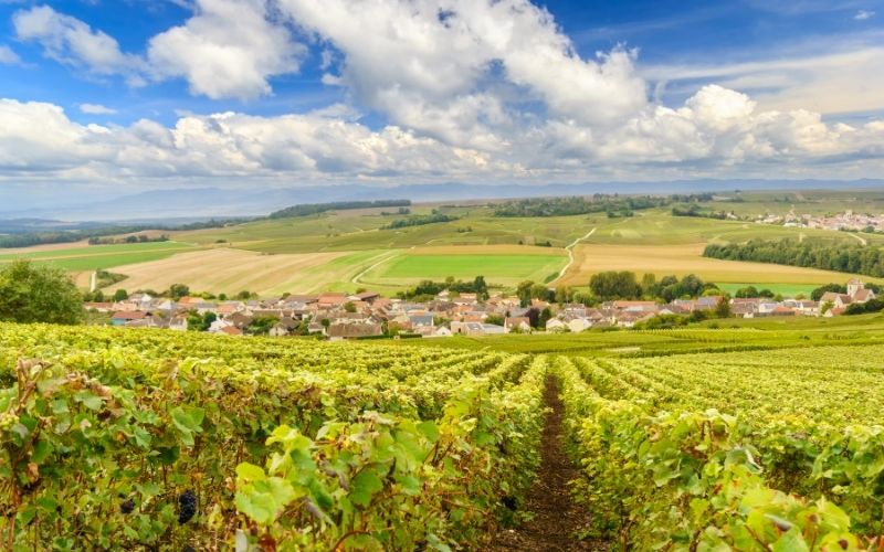 Scenic landscape of a vineyard