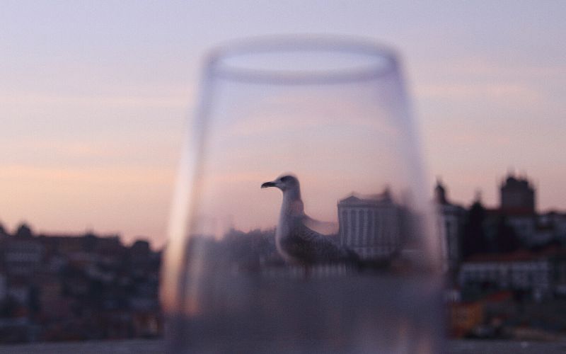 Seagull behind a wine glass