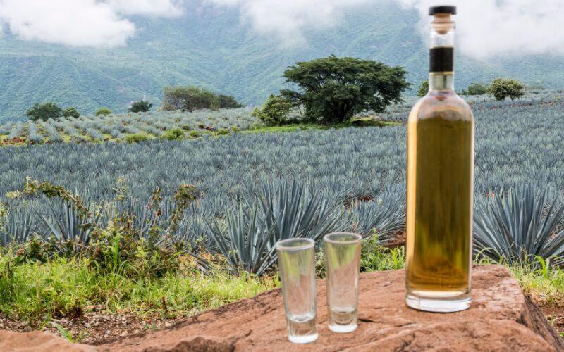 Tequila bottle and shot glasses in a landscape of agave plantation