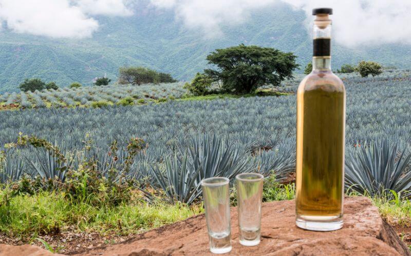 Tequila bottle in an agave field