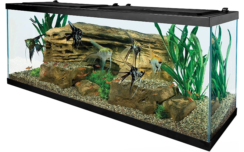 Tetra 55 Gallon Aquarium Kit with Fish Tank