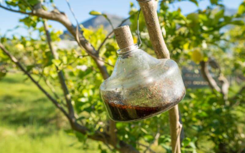Traditional Wine Fly Trap in a Tree