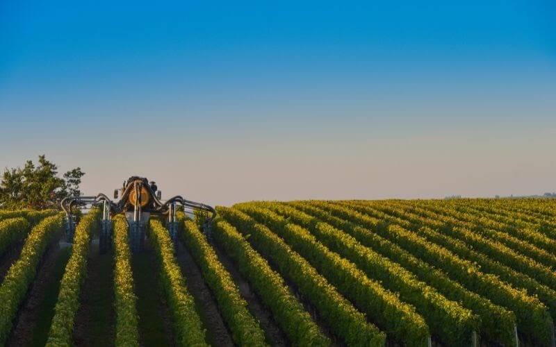 Vineyard landscape-Spraying of the grapevines-Vineyard southwest of France