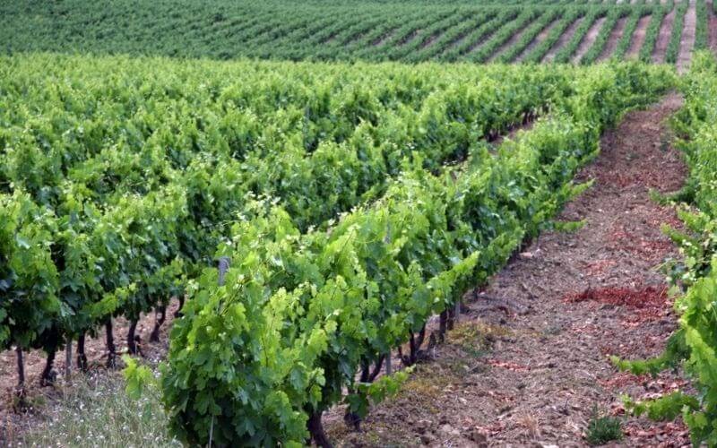 Vineyards in Corsica, France