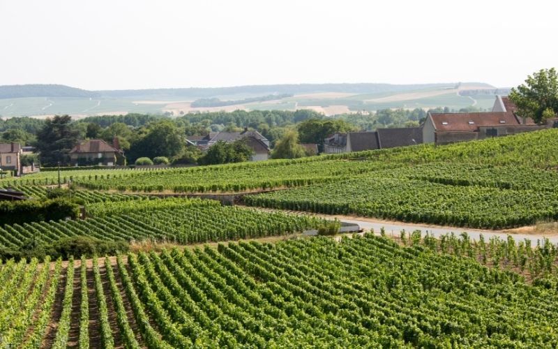 Vineyards in the Champagne French Region during summer