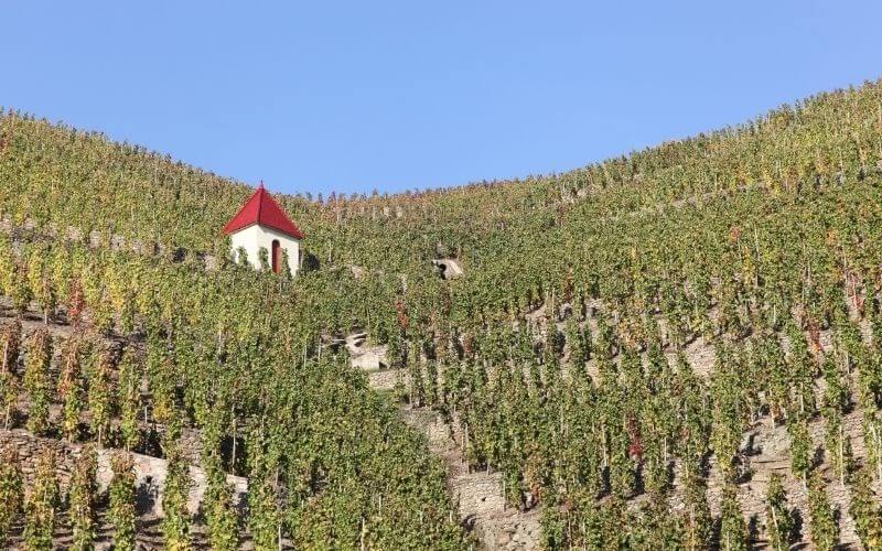 Vineyards of Cote Rotie, Rhone Valley in France