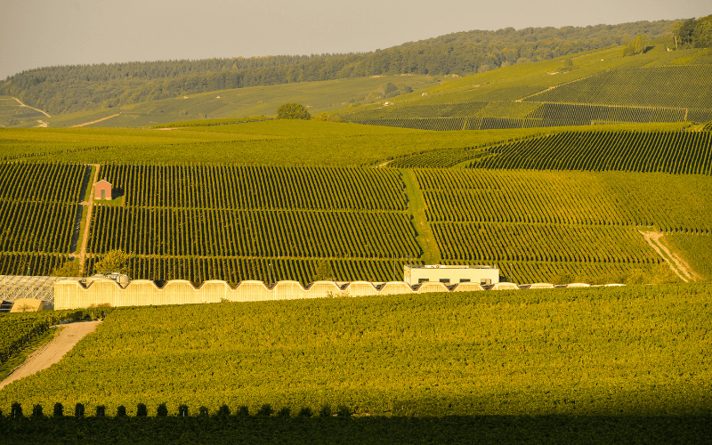 Wide shot of Champagne vineyards in Marne