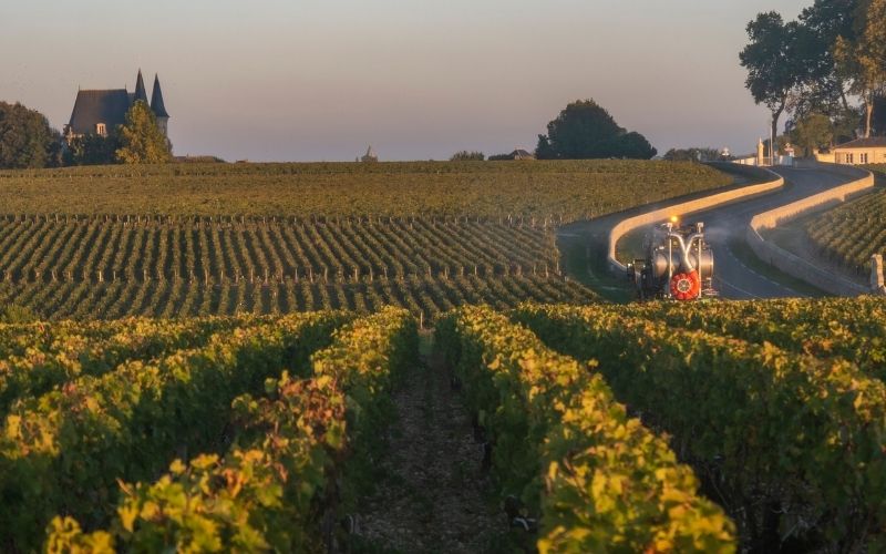 Wine vineyard in France