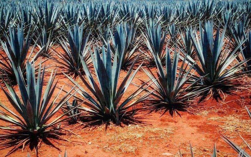 blue agave plants