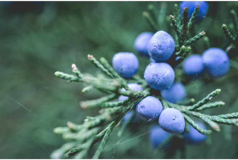 Blue Juniper Berries