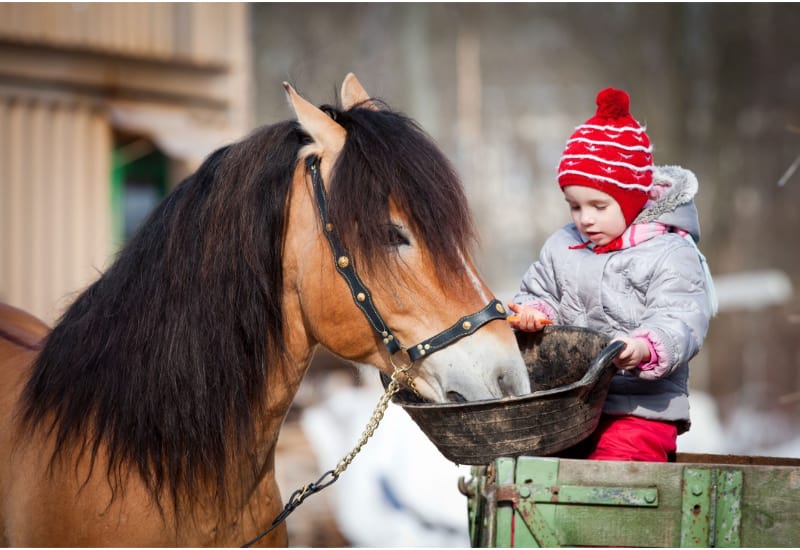 Child feeding a horse in winter