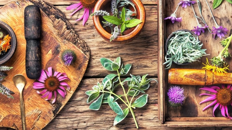 Medicinal plants on a wooden board