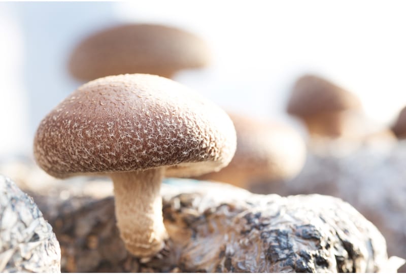 Shiitake mushrooms cultivated the traditional organic way
