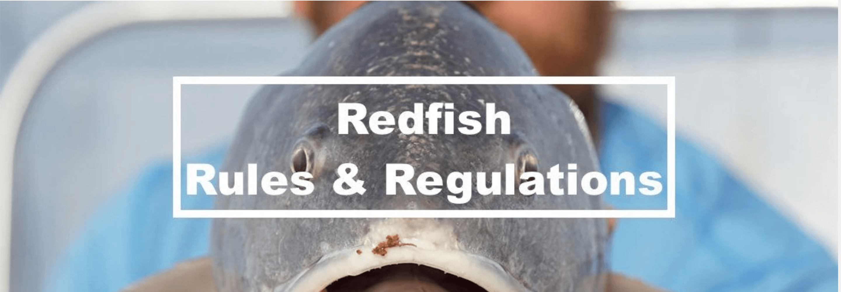 Redfish Regulations By State Hunting and Fishing Depot