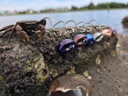 Fiddler Crabs: Everything You Need To Know To Keep Your Bait Alive