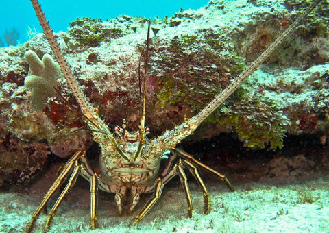 Florida Spiny Lobster