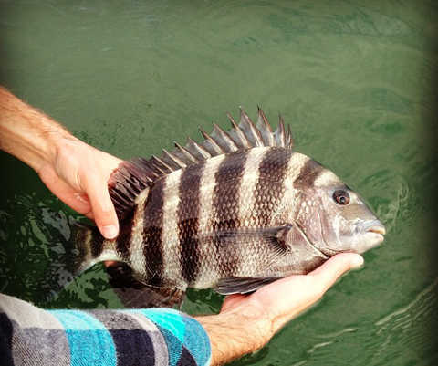 Sheepshead caught on sheepshead Jig