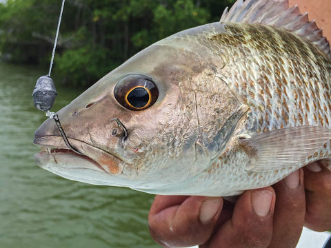 catching mangrove snapper