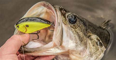 Best 5 Ways For Catching Bass While Dam Fishing– Hunting and