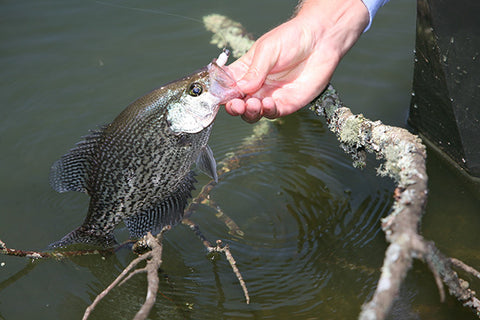 BIG CRAPPIE FROM THE BANK - This Rig WILL Help YOU Catch More CRAPPIE 